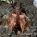 shrimp_mantis_bhr_tam_h_0495_bal6364.jpg